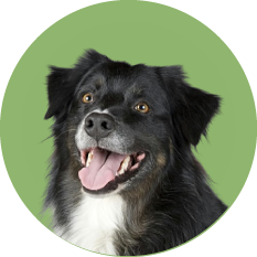 cooper dog 1